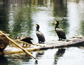 Cormorants on Li River