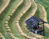 The Photo of Terraces of Longsheng