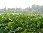 The Picture of The Tai Lake in Wuxi