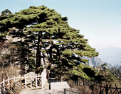 Pine Trees on the Mountain