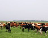 Cows on Grassland