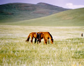 Horses on Grassland