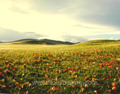 Grassland in Sunset