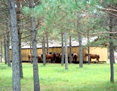 Mongolian Horses