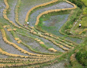 Overlook the Terraces in Longsheng