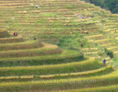 The Photo of Longsheng Terraces