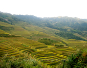 Overlook the Terraces of Longsheng