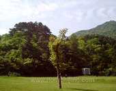 The Green Trees at Lu Mountain