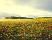 The Grassland in the Sunset