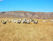 The Picture of the Grassland at Qinghai Lake