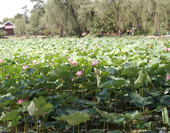 The Photo of A Pond in Summer Resort