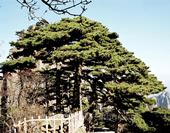 The Pine Tree at Huangshan