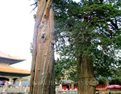 The Trees in Confucian Temple