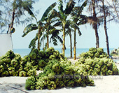 The Photo of Beihai Beach View