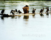 Fishman on Li River 1