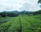 Tea Garden