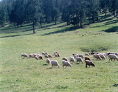 The Sheep on the Grassland