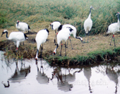 Manchurian Cranes in Hailar