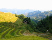 The Picture of Terraces in Longsheng