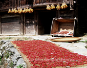 The Red Pepper and Maize of Longsheng