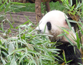 Picture of Wolong Panda Reserves 