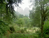 The Photo of the Forest of Wuyi Mountain