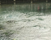 The Photo of Baotu Spring at Jinan